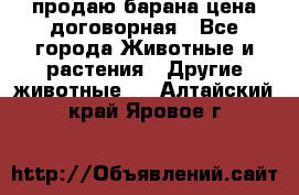 продаю барана цена договорная - Все города Животные и растения » Другие животные   . Алтайский край,Яровое г.